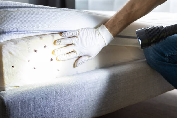 Best Cockroach Control Services  in Hatch, NM